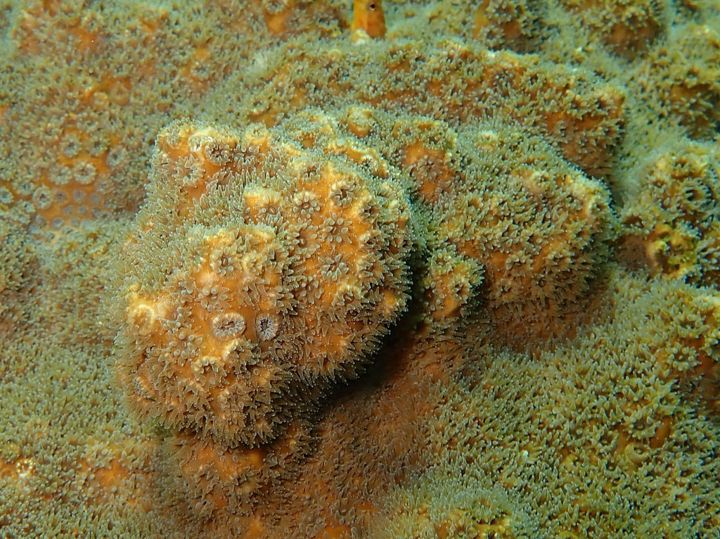 Oculina patagonica